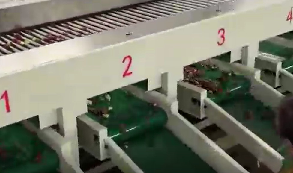Jujubes χάλυβα άνθρακα 220V ταξινομώντας γραμμή παραγωγής ταξινομώντας μηχανών