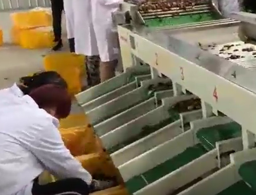 Jujubes χάλυβα άνθρακα 220V ταξινομώντας γραμμή παραγωγής ταξινομώντας μηχανών
