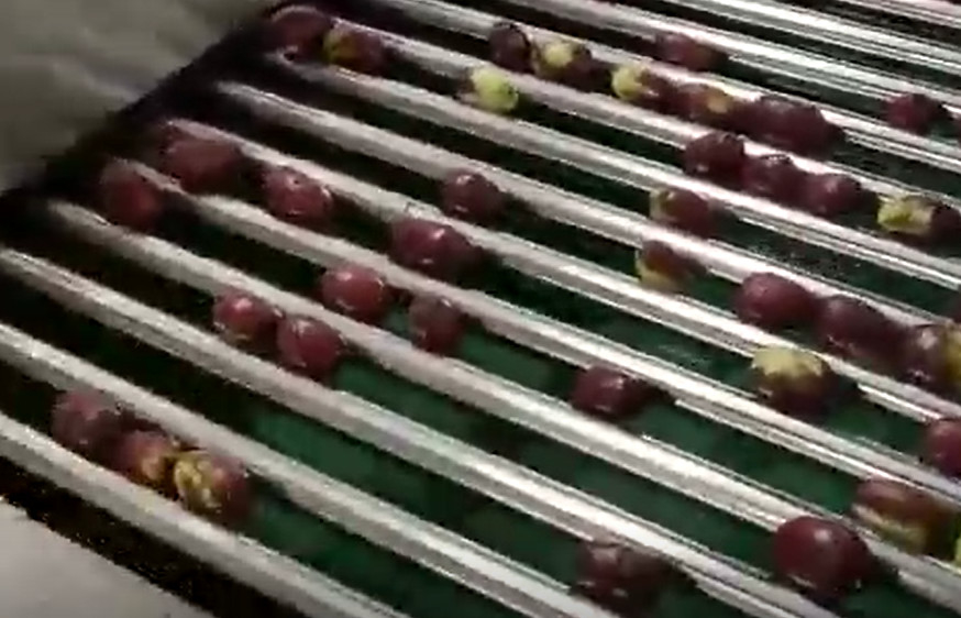 Jujubes χάλυβα άνθρακα 220V ταξινομώντας γραμμή παραγωγής ταξινομώντας μηχανών